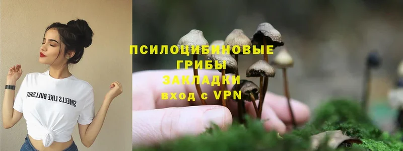 Псилоцибиновые грибы Cubensis  мега рабочий сайт  Котлас  купить наркотики сайты 