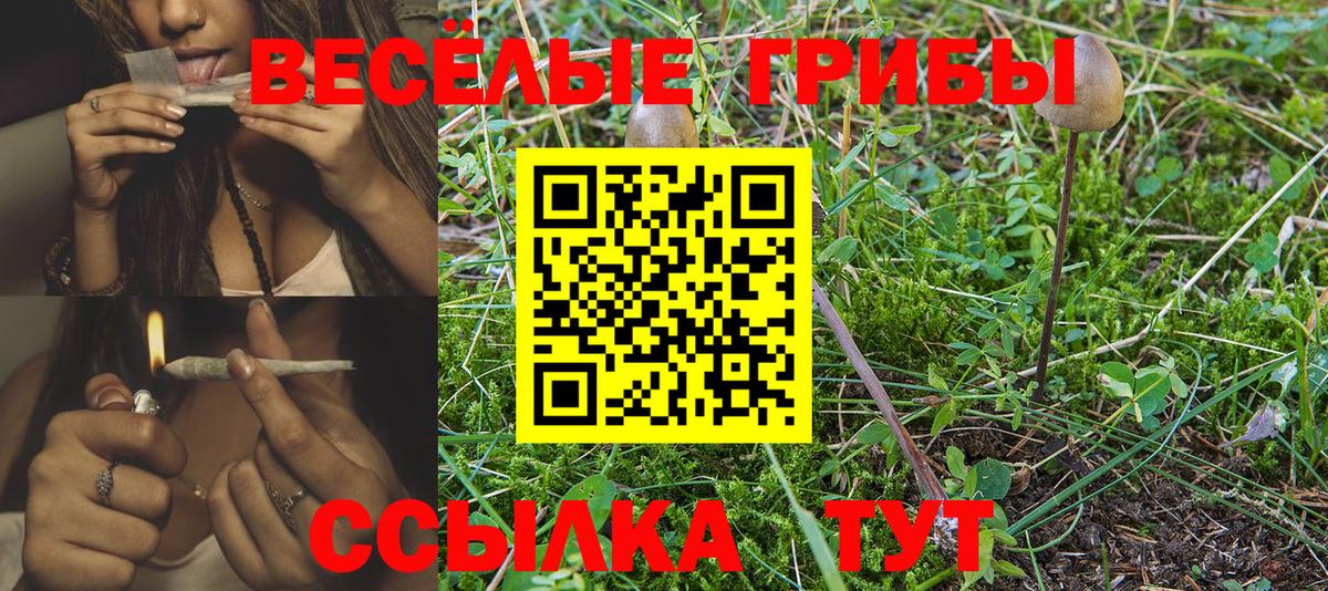купить наркоту  Псилоцибиновые грибы прущие грибы  Котлас  Псилоцибиновые грибы Psilocybine cubensis 