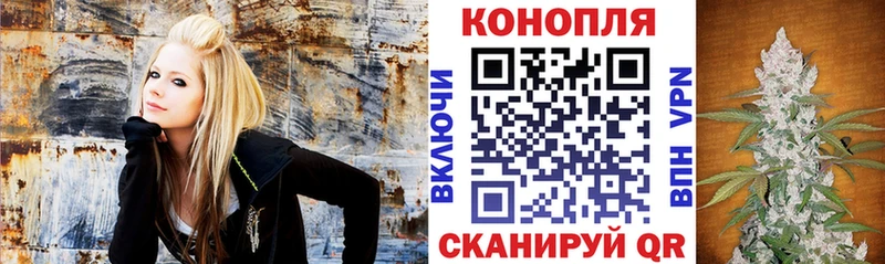 Конопля сатива Котлас